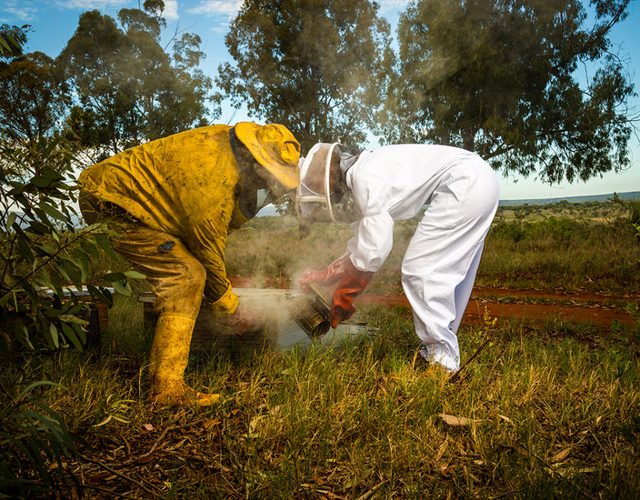 Two beekeepers in suits working in the bush